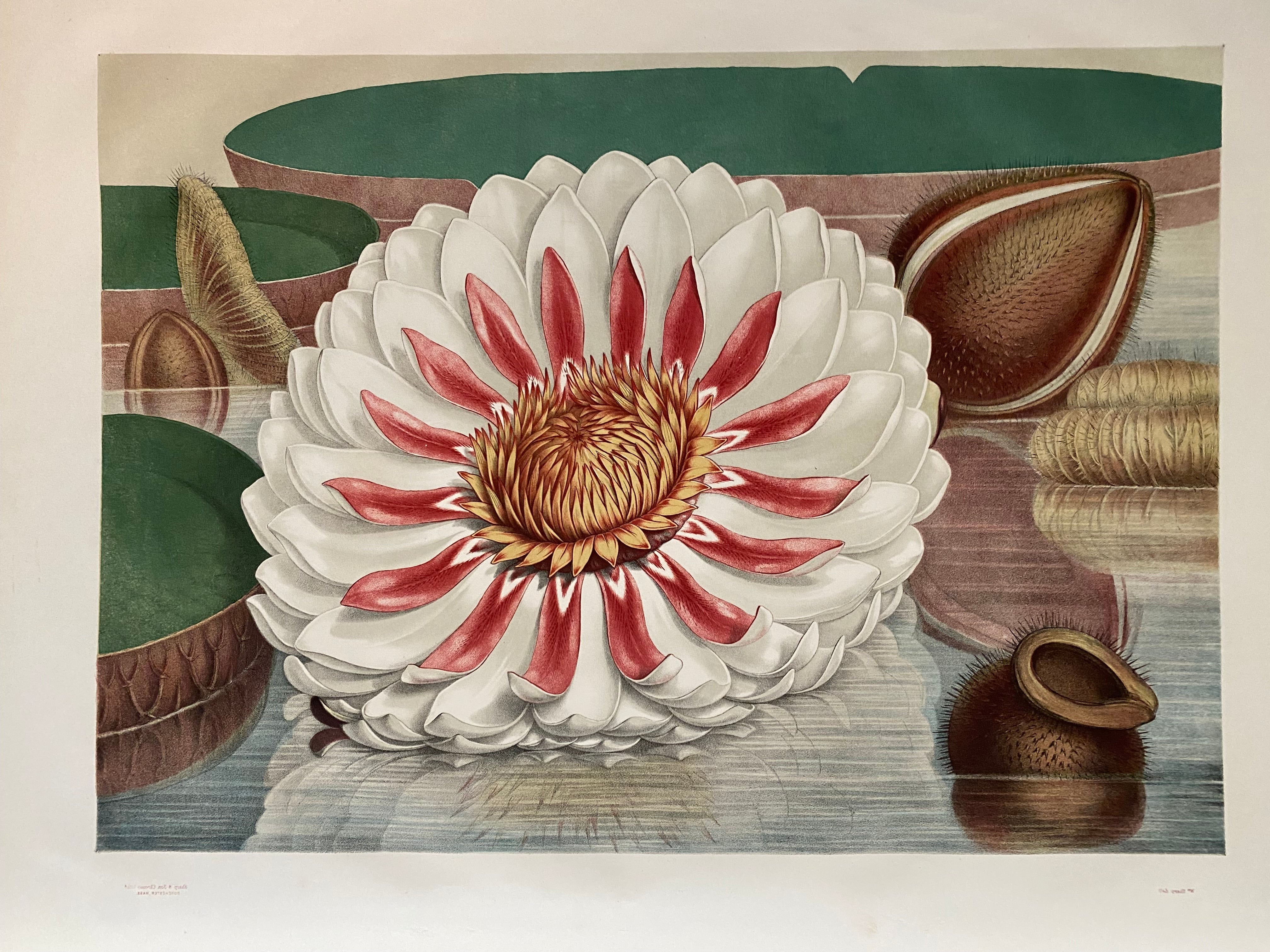 All Botanical Engravings & Lithographs – Arader Galleries
