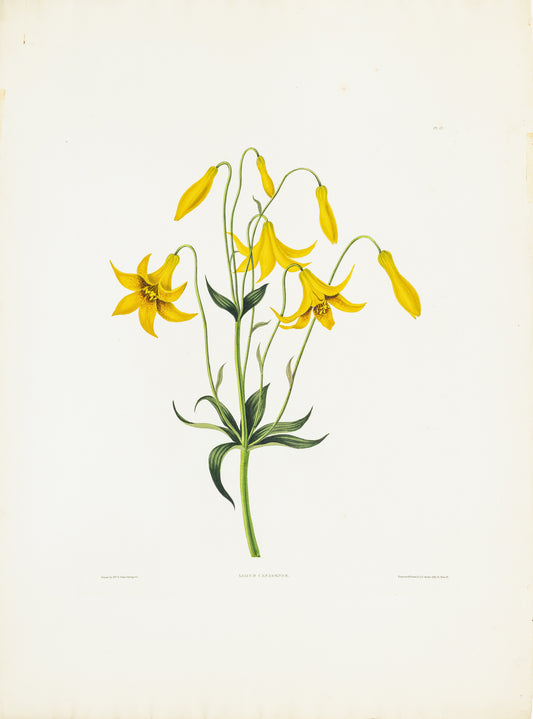 Falkner Bury, Priscilla Susan. Lilium Canadense, Plate 12. London, 1831-34.
