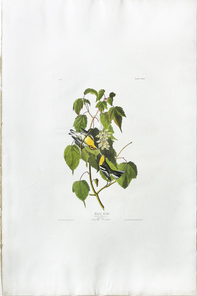John James Audubon (1785-1851), Plate CXXXIV Hemlock Warbler