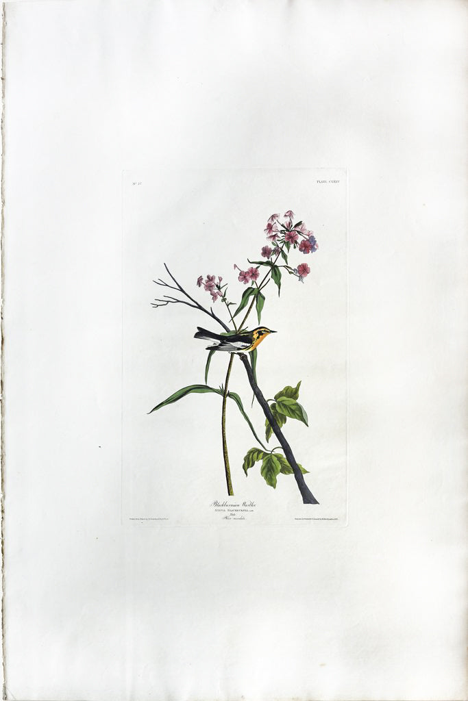 John James Audubon (1785-1851), Plate CXXXV Blackburnian Warbler