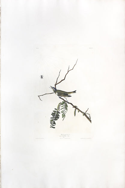 John James Audubon (1785-1851), Plate CL Red-eyed Vireo