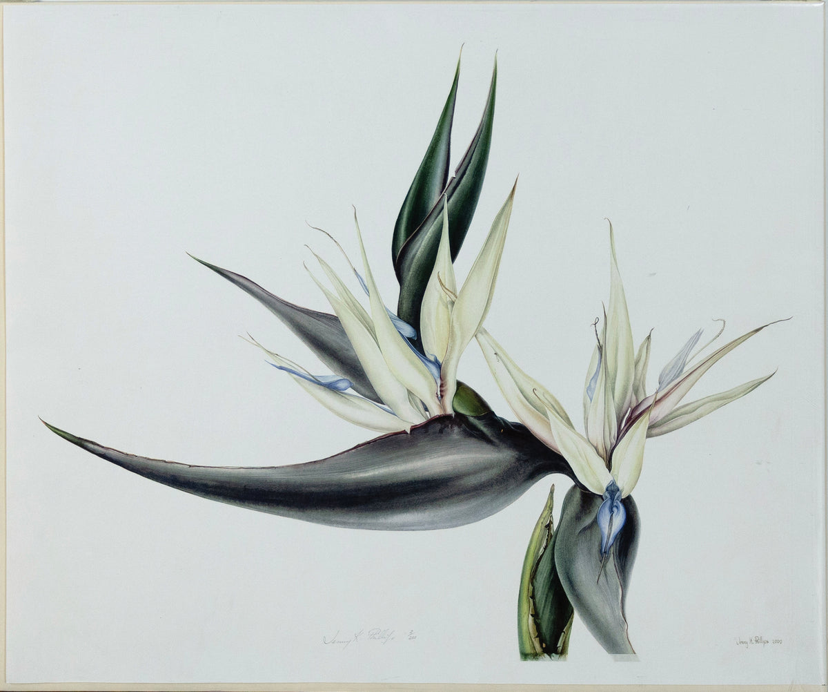 PHILLIPS, Jenny K. (B. 1949), Strelitzia Nicolaii #1 (Signed & numbered 3/200 - dated 2000)