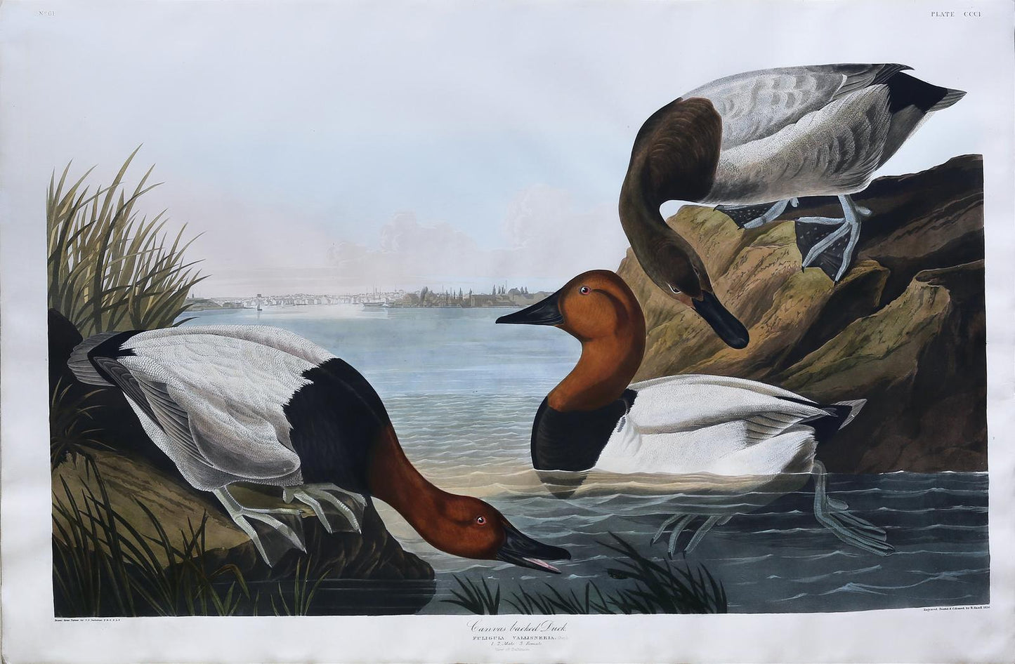 Audubon, John James. Canvas Backed Duck, Plate 301
