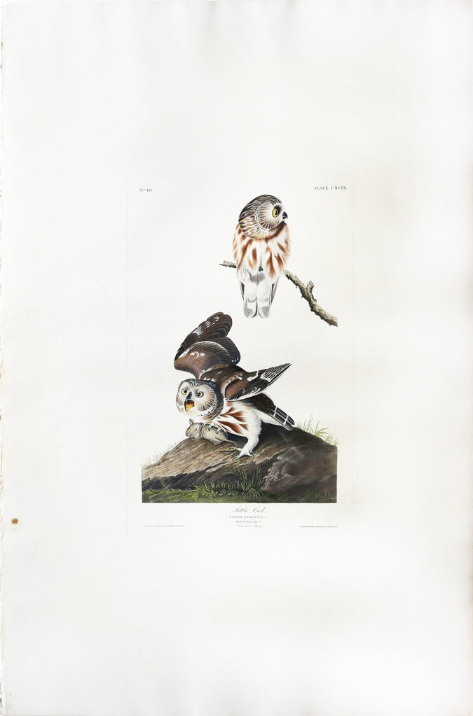 John James Audubon (1785-1851), Plate CXCIX Little Owl