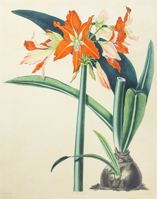 Falkner Bury, Priscilla Susan. Amaryllis Fulgida, Plate 26. London, 1831-34.