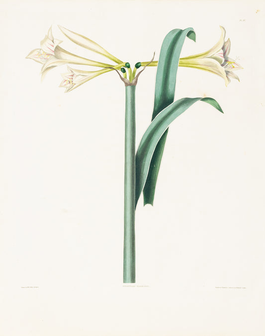 Falkner Bury, Priscilla Susan. Amaryllis Harrison, Plate 27. London, 1831-34.