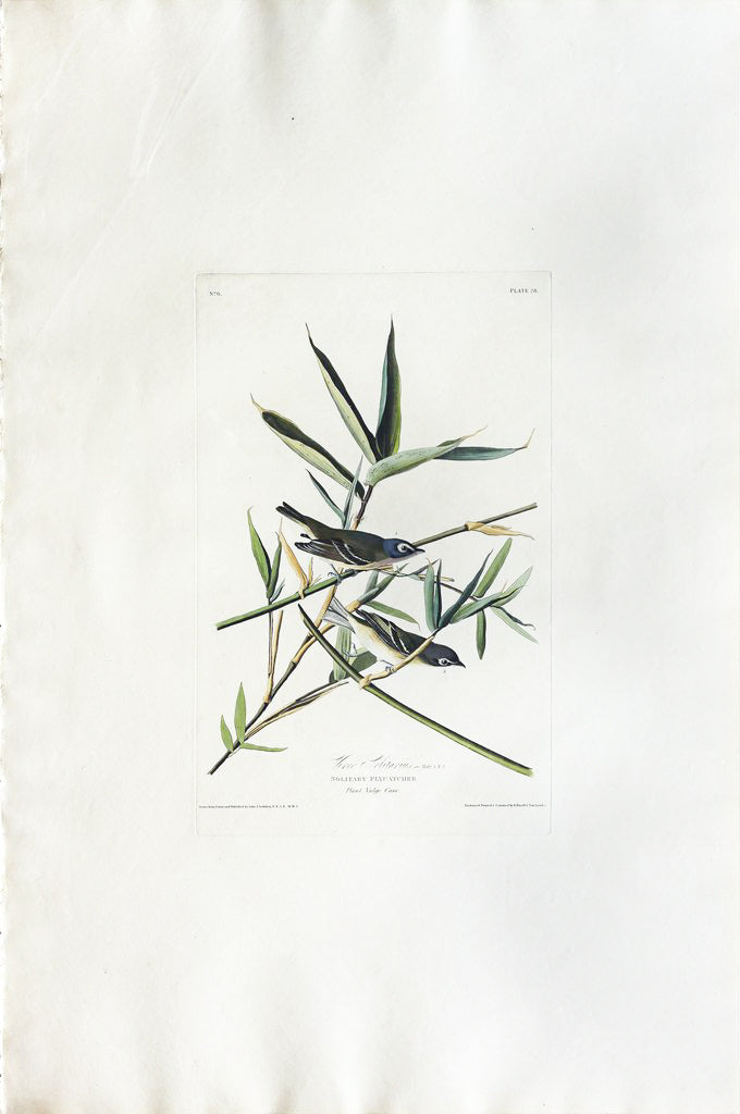 John James Audubon (1785-1851), Plate XXVIII Solitary Flycatcher