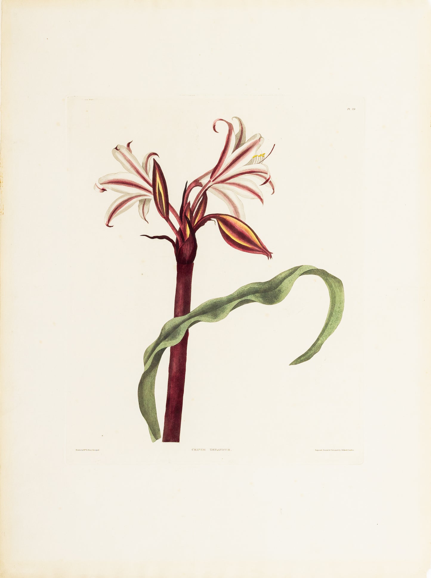 Falkner Bury, Priscilla Susan. Crinum Zeylanicum, Plate 29. London, 1831-34.