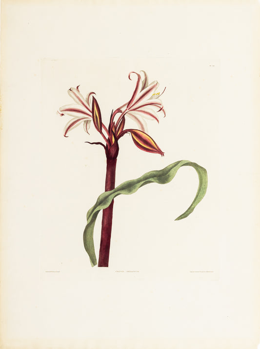 Falkner Bury, Priscilla Susan. Crinum Zeylanicum, Plate 29. London, 1831-34.