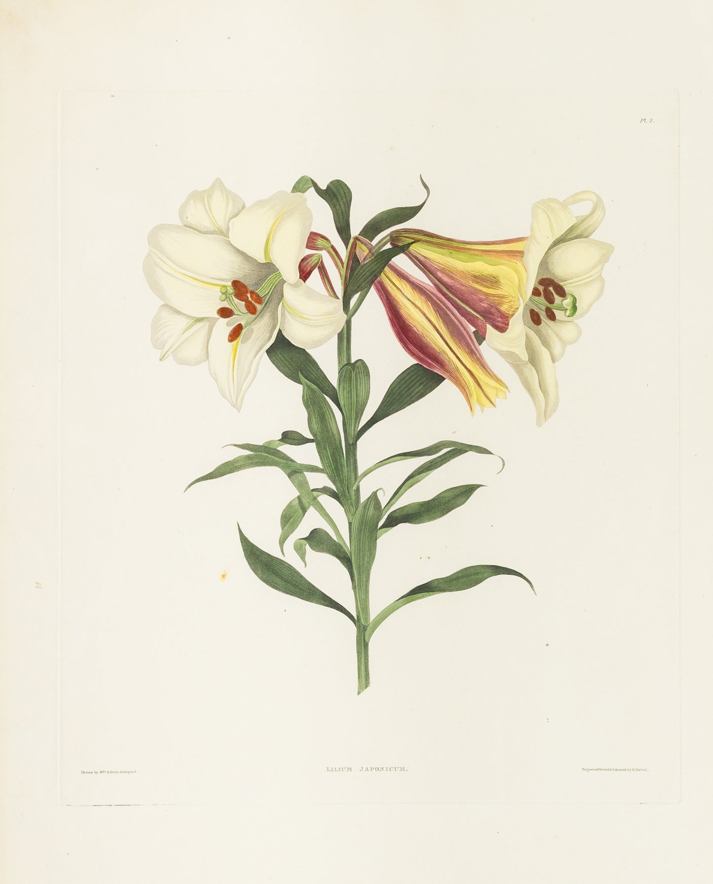 Falkner Bury, Priscilla Susan. Lilium Japonicum, Plate 2. London, 1831-34.