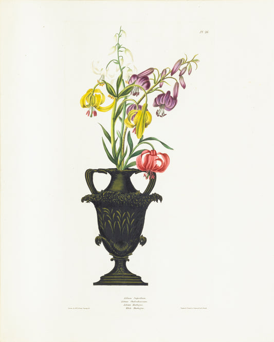Falkner Bury, Priscilla Susan. Lilium Superbum, Lilium Chalcedonicum, Lilium Martagon, White Martagon, Plate 36. London, 1831-34.