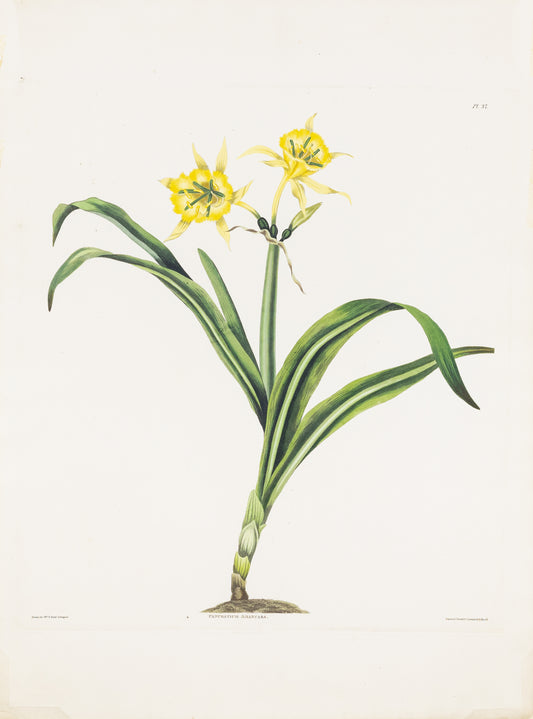 Falkner Bury, Priscilla Susan. Pancratium Amancaes, Plate 37. London, 1831-34.