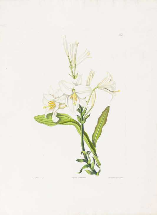 Falkner Bury, Priscilla Susan. Lilium Candidum, Plate 38. London, 1831-34.