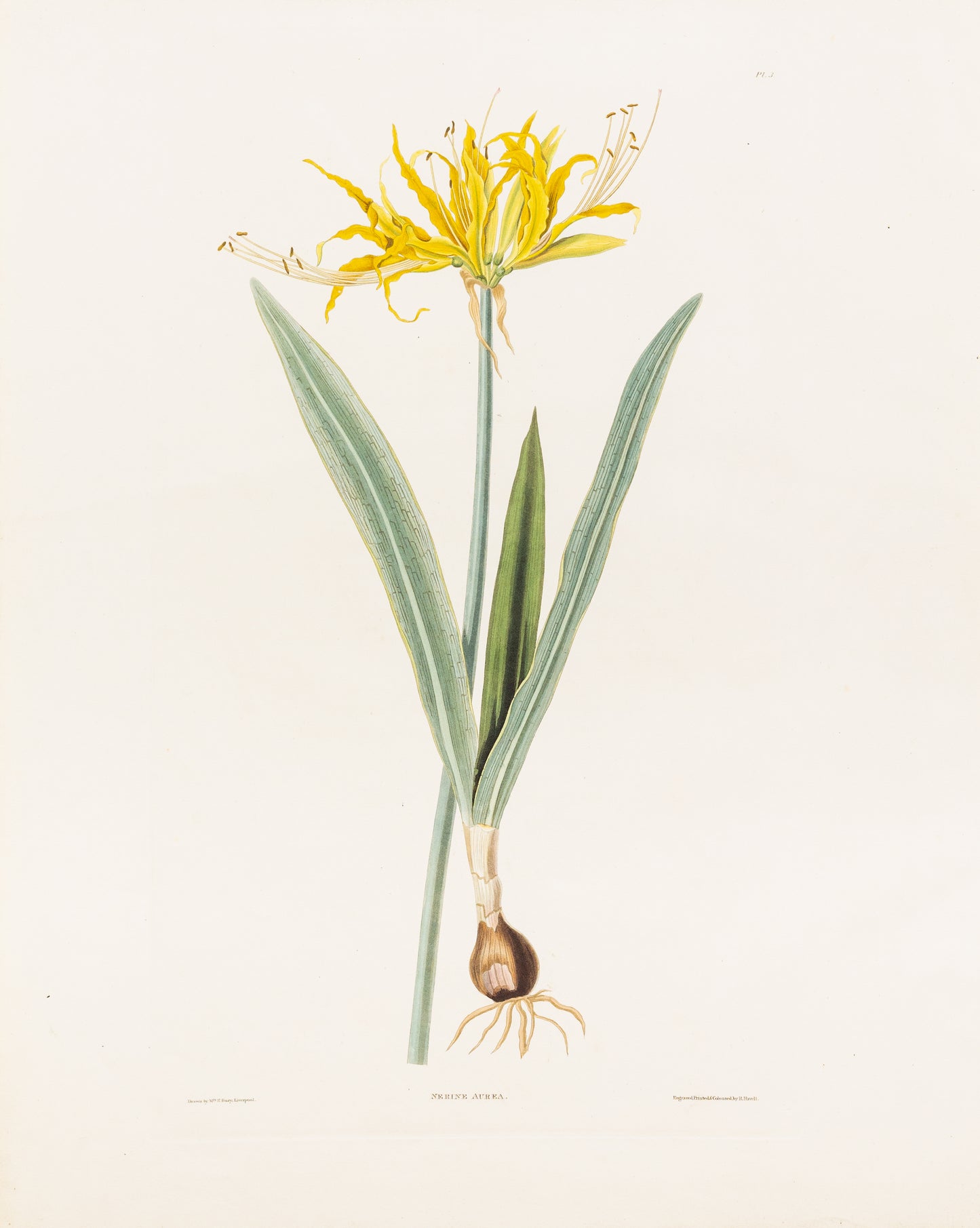 Falkner Bury, Priscilla Susan. Nerine Aurea, Plate 3. London, 1831-34.