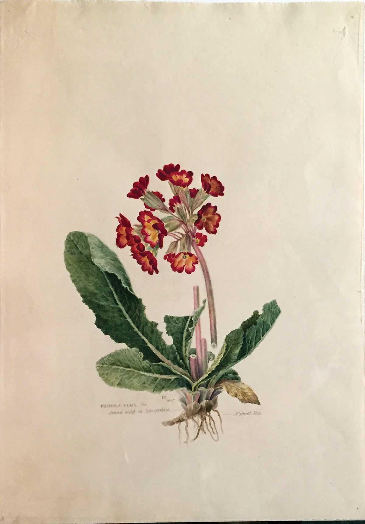 FORSTER, Edward - The Younger (British, 1765-1849), Primula veris found wild in Lancashire