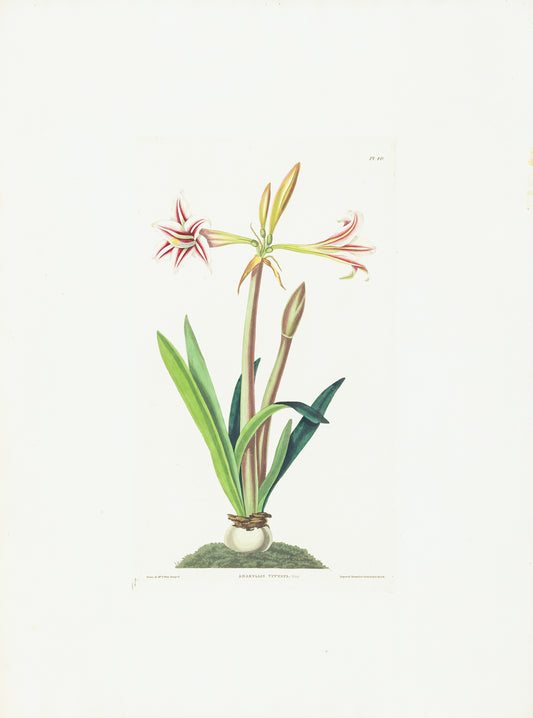 Falkner Bury, Priscilla Susan. Amaryllis Vittata, Plate 40. London, 1831-34.