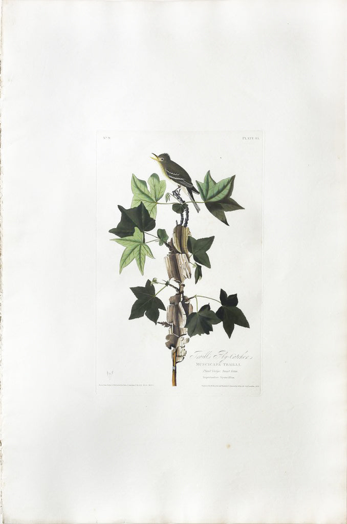 John James Audubon (1785-1851), Plate XLV Trail's Flycatcher