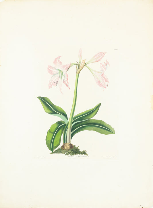 Falkner Bury, Priscilla Susan. Amaryllis Striatafolia, Plate 48. London, 1831-34.