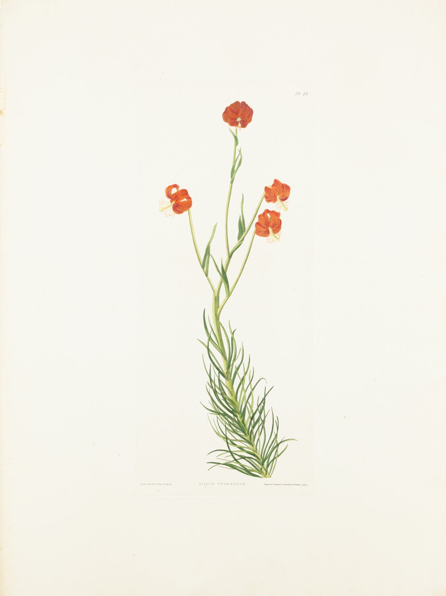 Falkner Bury, Priscilla Susan. Lilium Pyrenaicum, Plate 49. London, 1831-34.