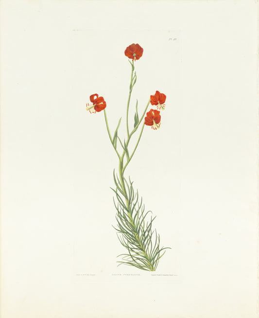 Falkner Bury, Priscilla Susan. Lilium Pyrenaicum, Plate 49. London, 1831-34.