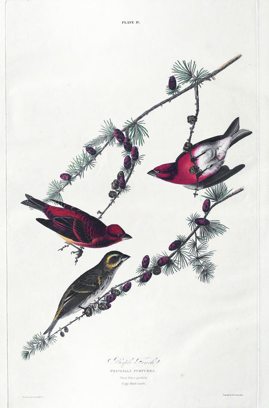 John James Audubon (1785-1851), Plate IV Purple Finch