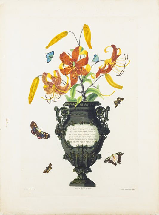 Falkner Bury, Priscilla Susan. Lilium Tigrinum, Plate 51. London, 1831-34.