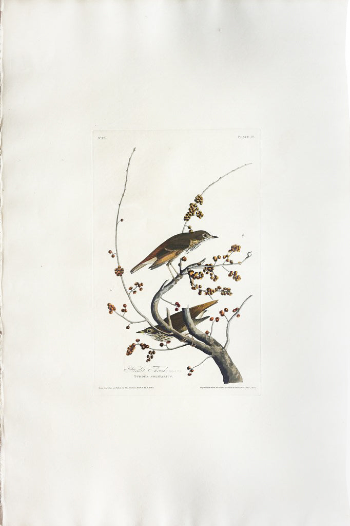 John James Audubon (1785-1851), Plate LVIII Hermit Thrush