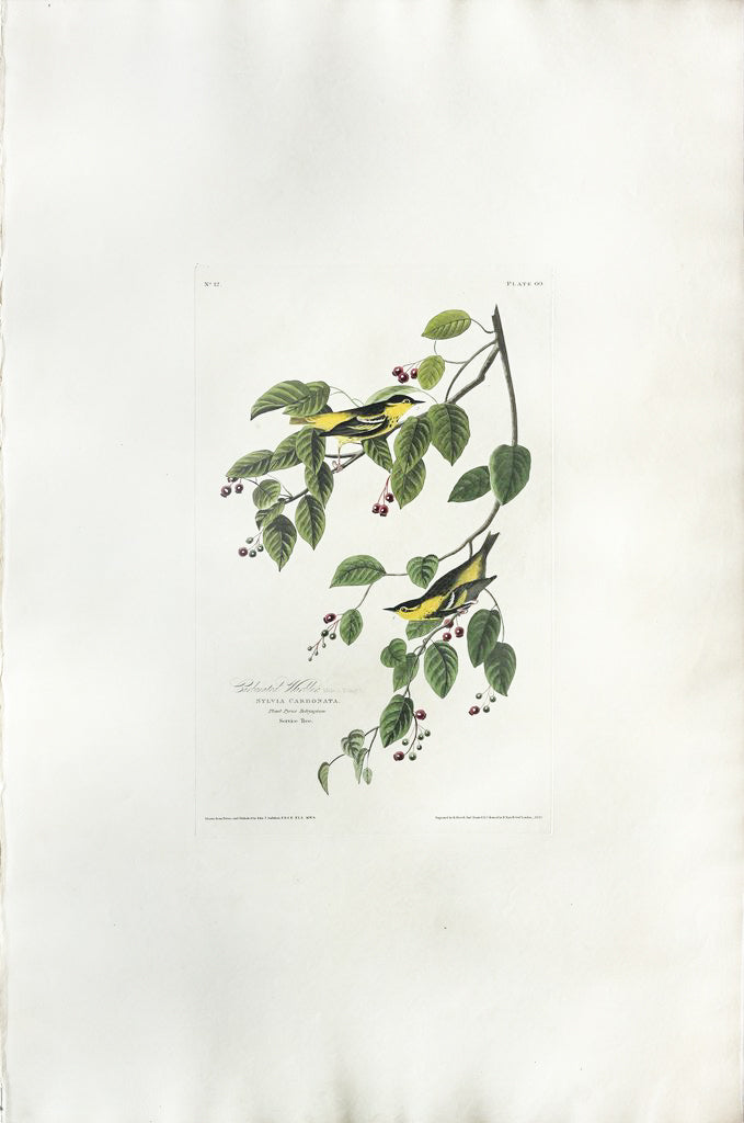 John James Audubon (1785-1851), Plate LX Carbonated Warbler