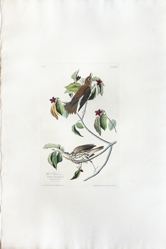 John James Audubon (1785-1851), Plate LXXIII Wood Thrush