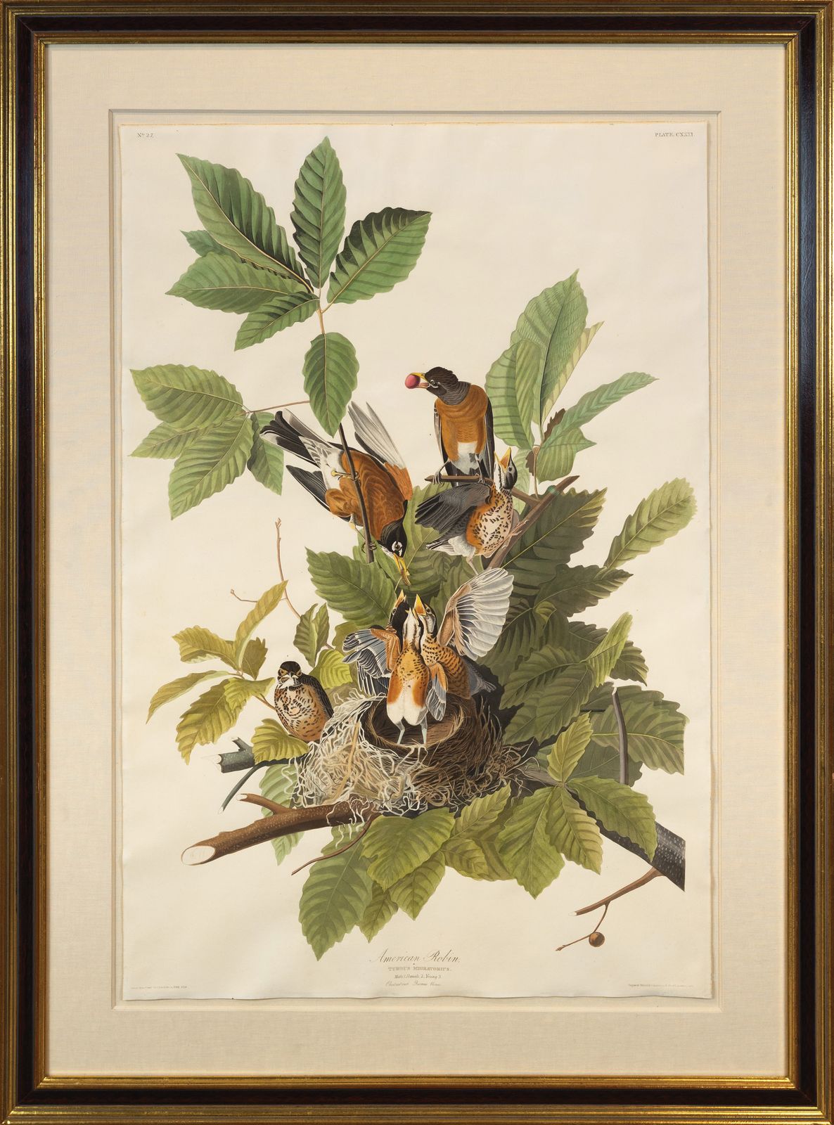AUDUBON, John James (1785 - 1851), American Robin, (Plate 131), 1827–1838