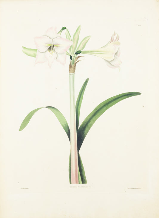 Falkner Bury, Priscilla Susan. Amaryllis Solandriflora Var., Plate 7. London, 1831-34.