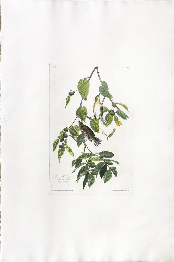 John James Audubon (1785-1851), Plate LXXXVIII Autumnal Warbler