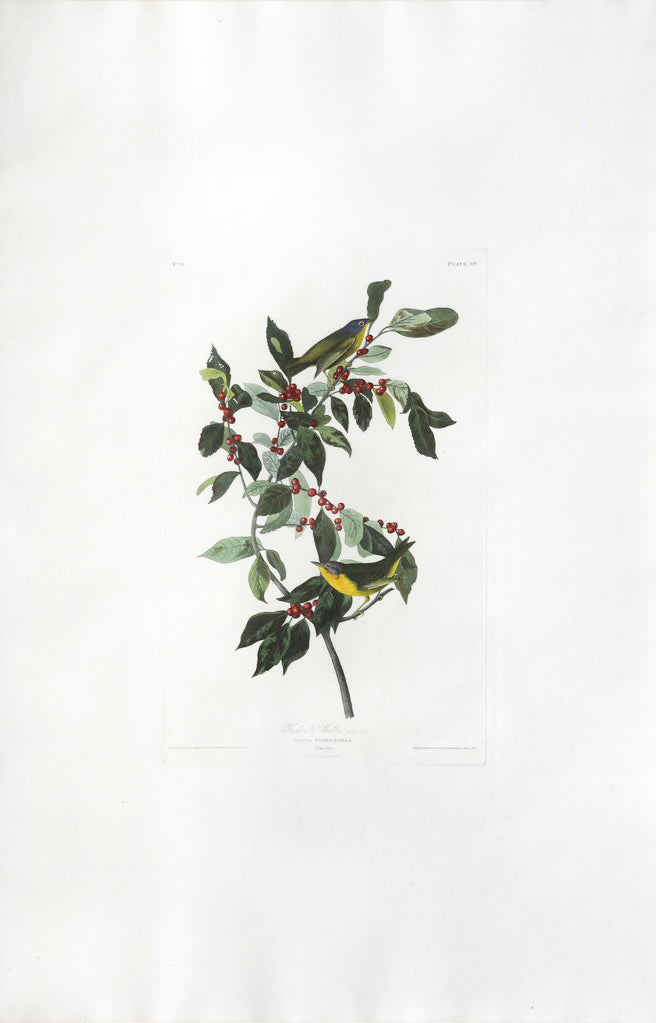 John James Audubon (1785-1851), Plate LXXXIX Nashville Warbler