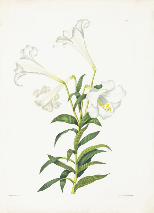 Falkner Bury, Priscilla Susan. Lilium Longiflorum, Plate 8. London, 1831-34.
