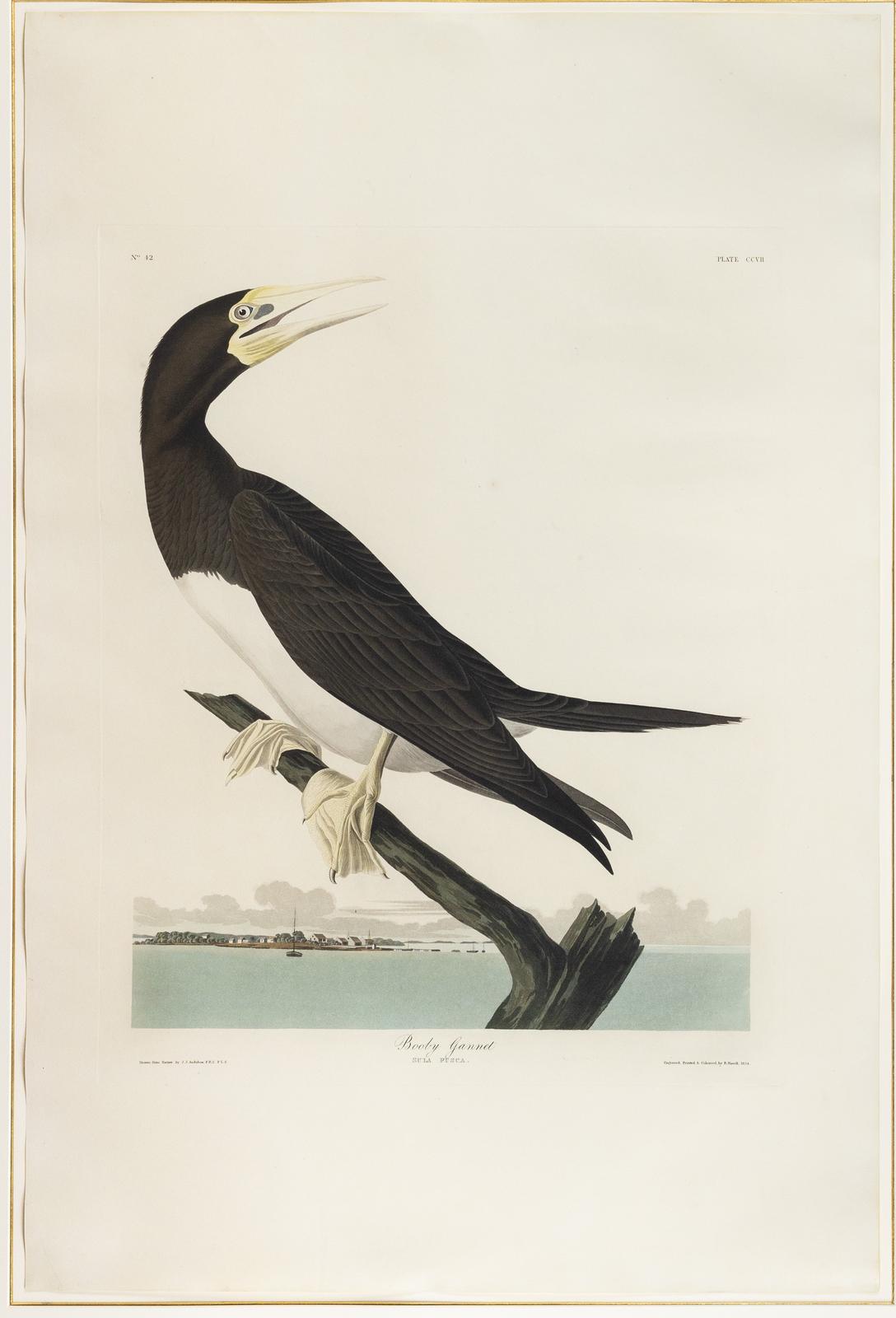 John James Audubon (1785-1851), Booby Gannet, Plate 207