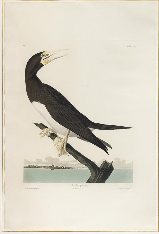 John James Audubon (1785-1851), Booby Gannet, Plate 207