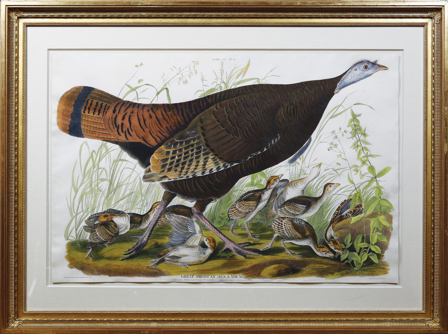 AUDUBON, John James (1785 - 1851), Female Turkey, (Plate 6), 1827-1838 - Arader Galleries