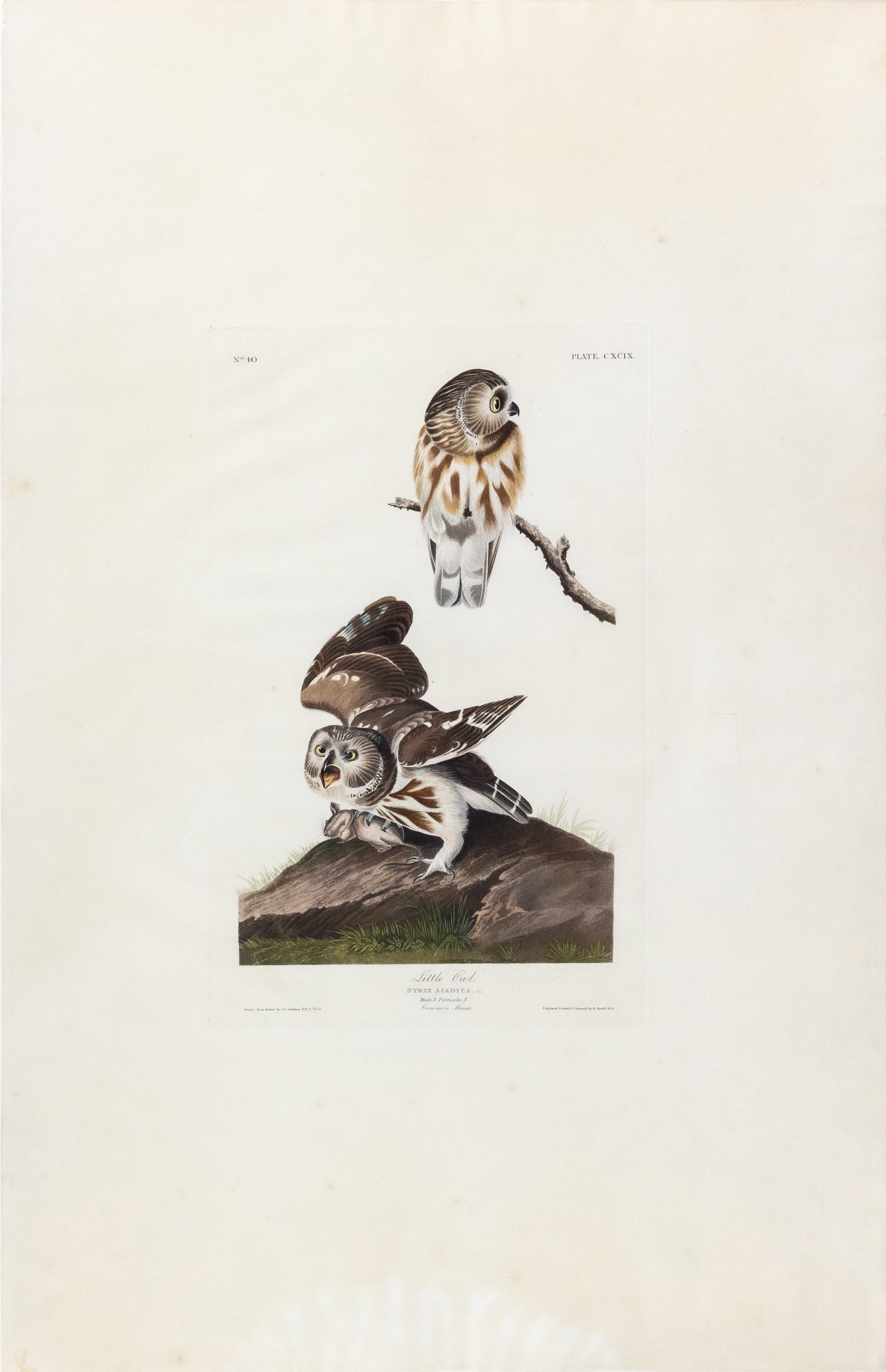 AUDUBON, John James (1785 - 1851), Little Owl, (Plate 199), 1827–1838