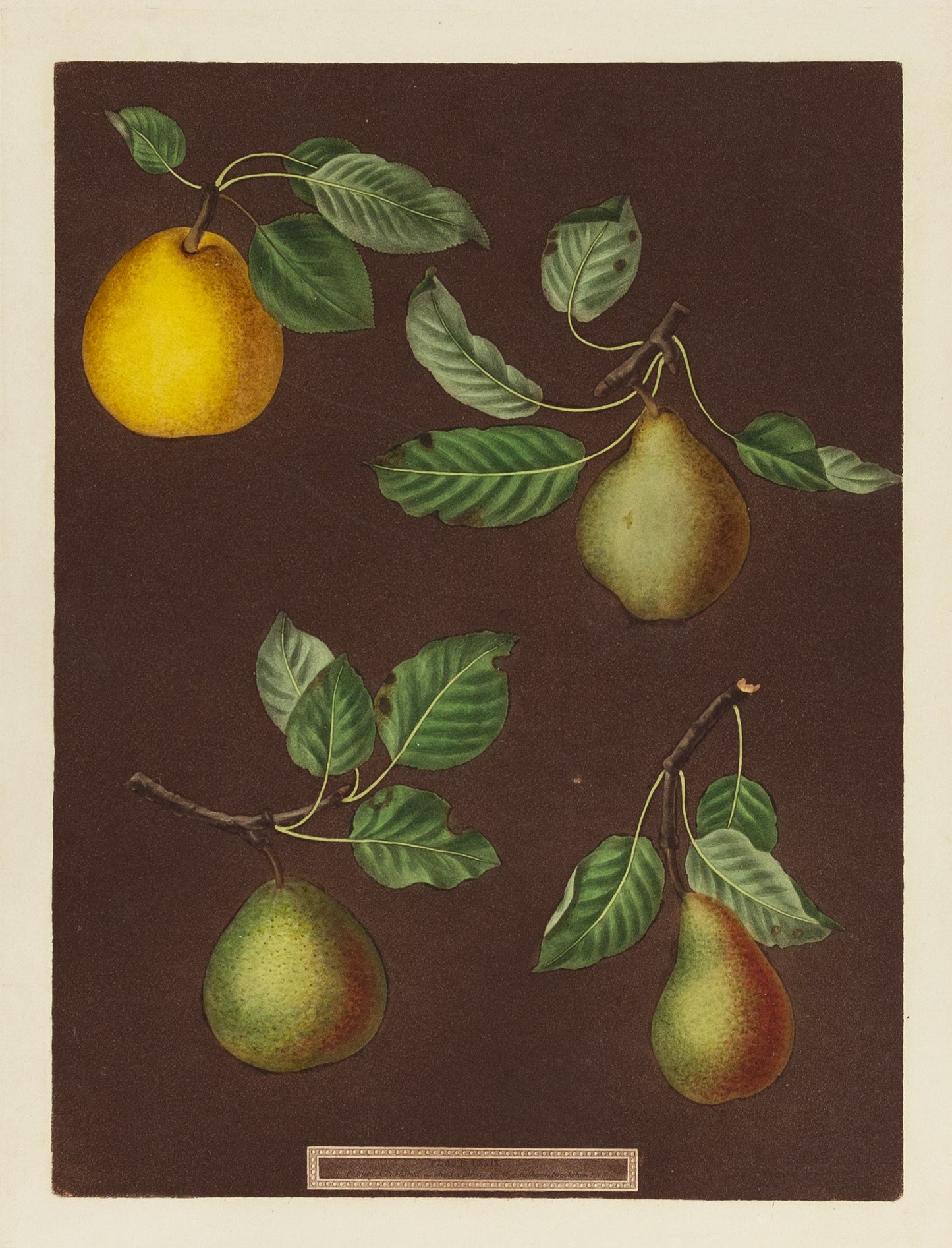 BROOKSHAW, George (1751-1823) Pears, Plate LXXIX (79)