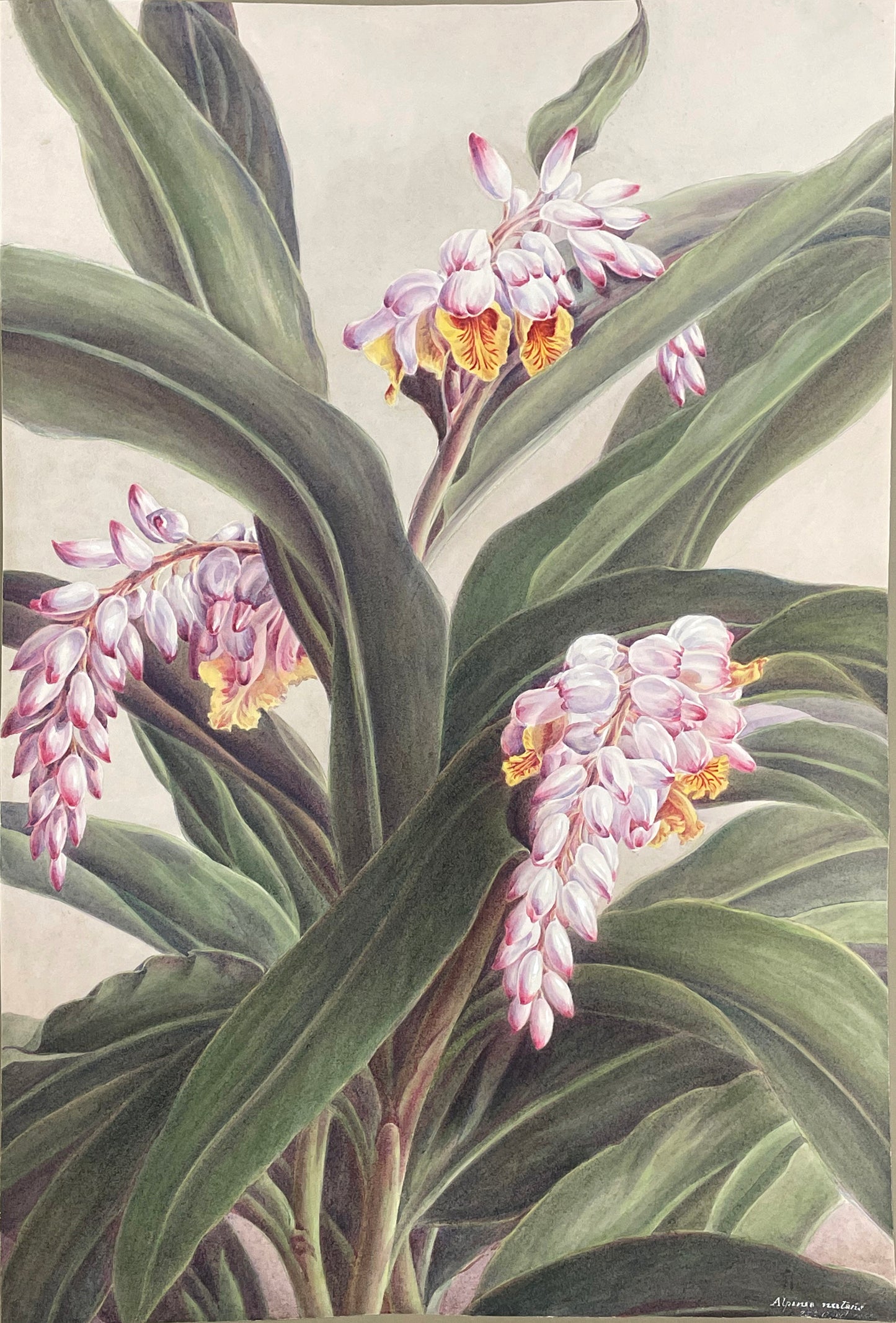 Alpinia Nalani