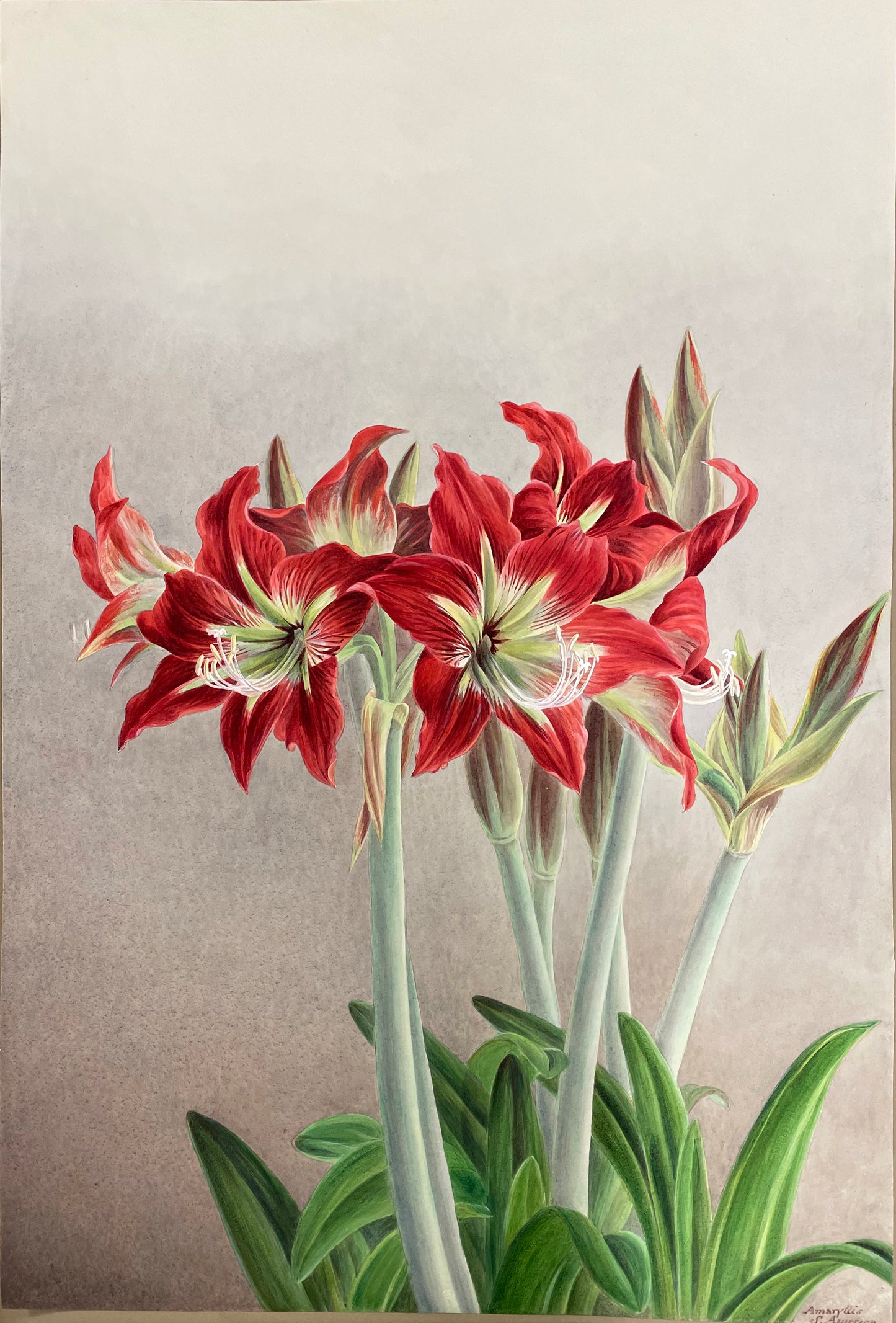 Amaryllis S