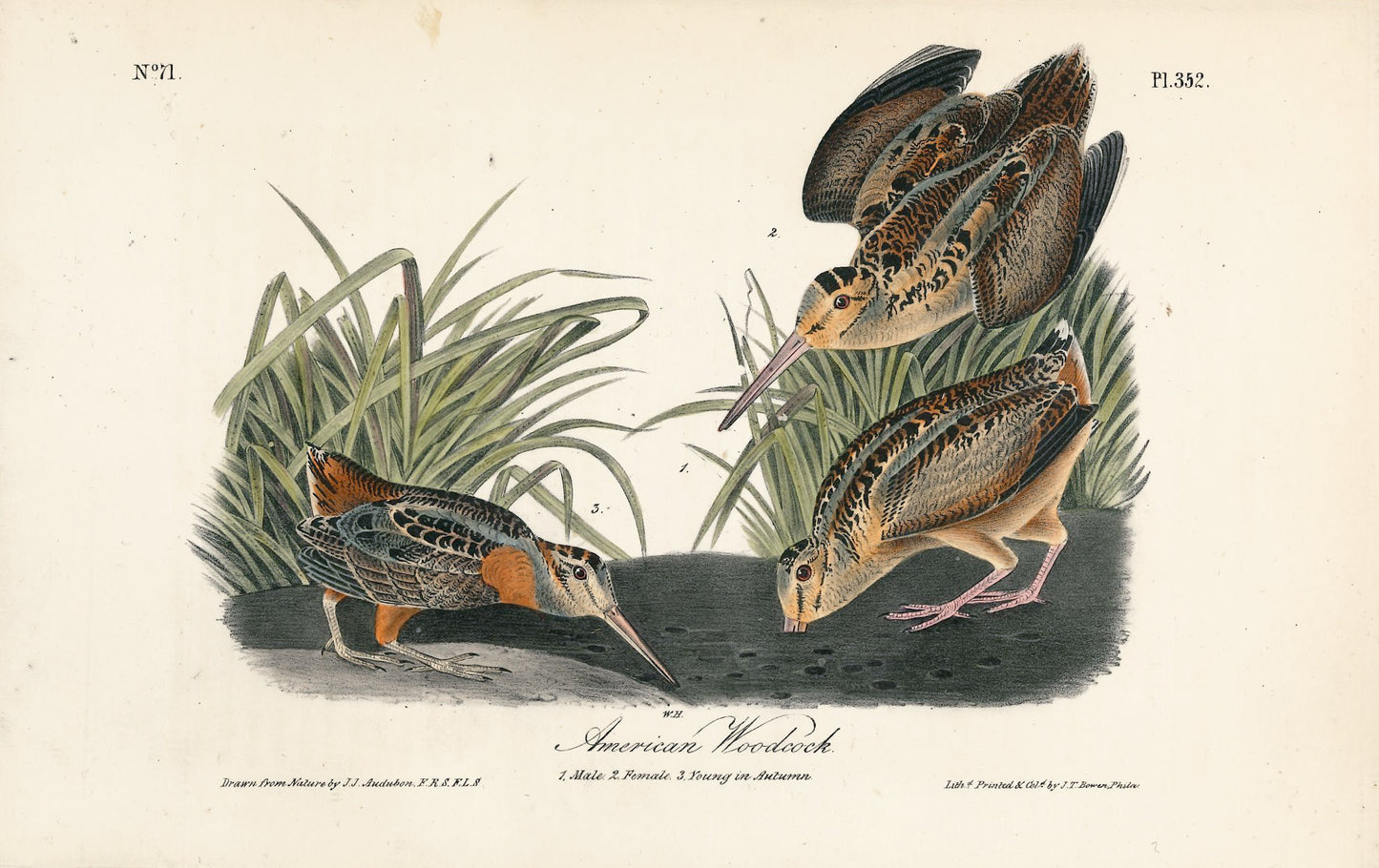 AUDUBON, John James (1785 - 1851), American Woodcock (Plate 352), 1839-1844