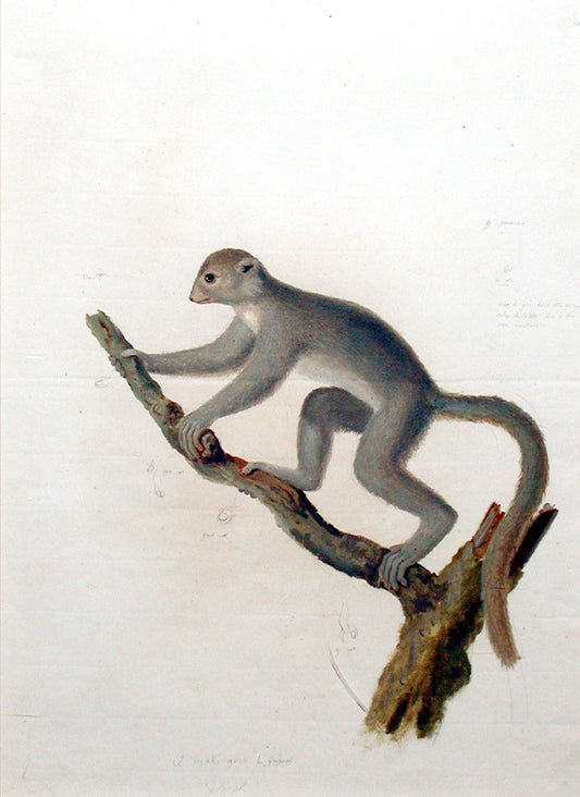 JEAN-BAPTISTE AUDEBERT (FRENCH, 1759-1800). Le Griset Lemur Griscus.