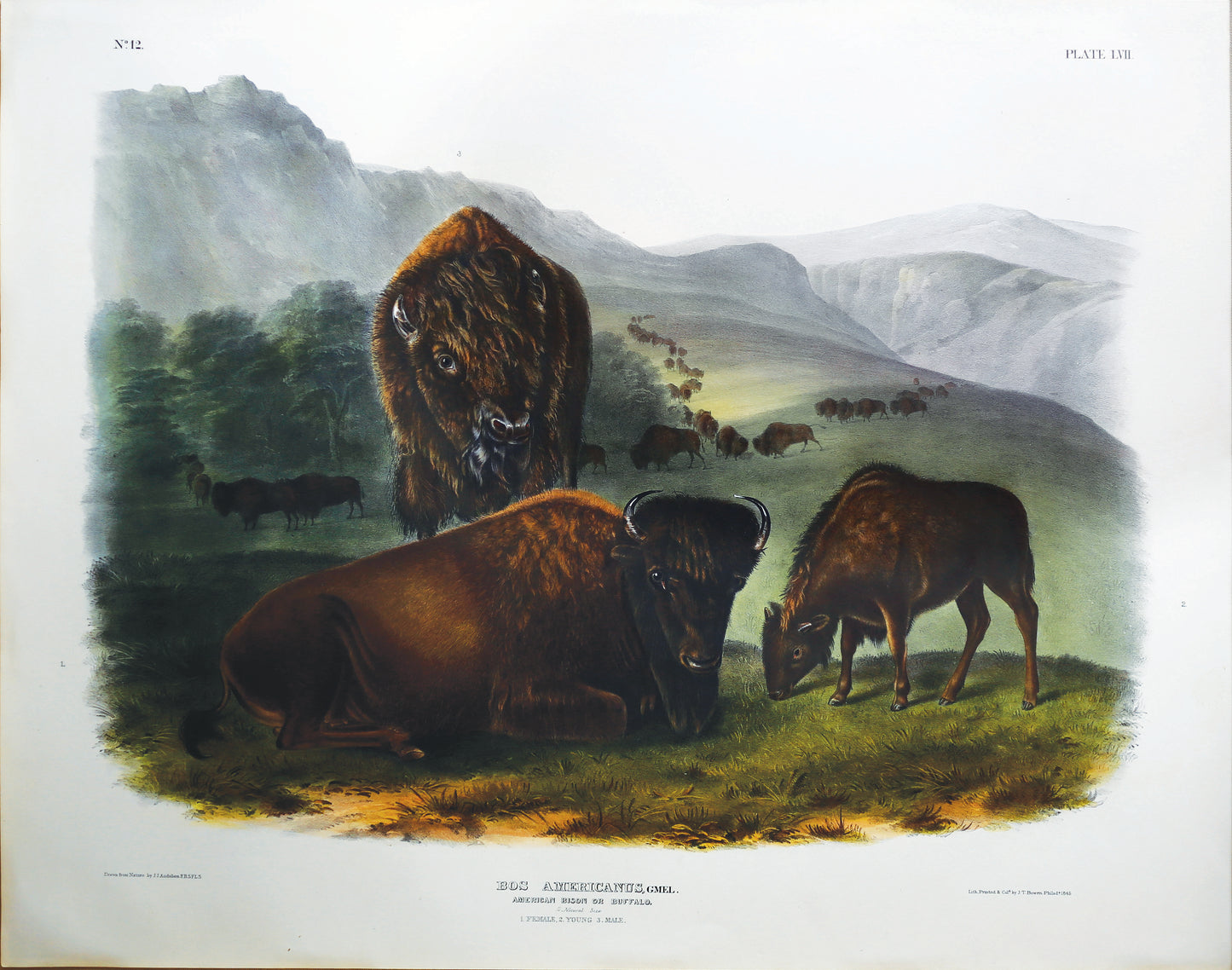 AUDUBON, John James (1785-1851) & AUDUBON, John Woodhouse (1812-1862). American Bison or Buffalo, Pl. LVII. - Arader Galleries