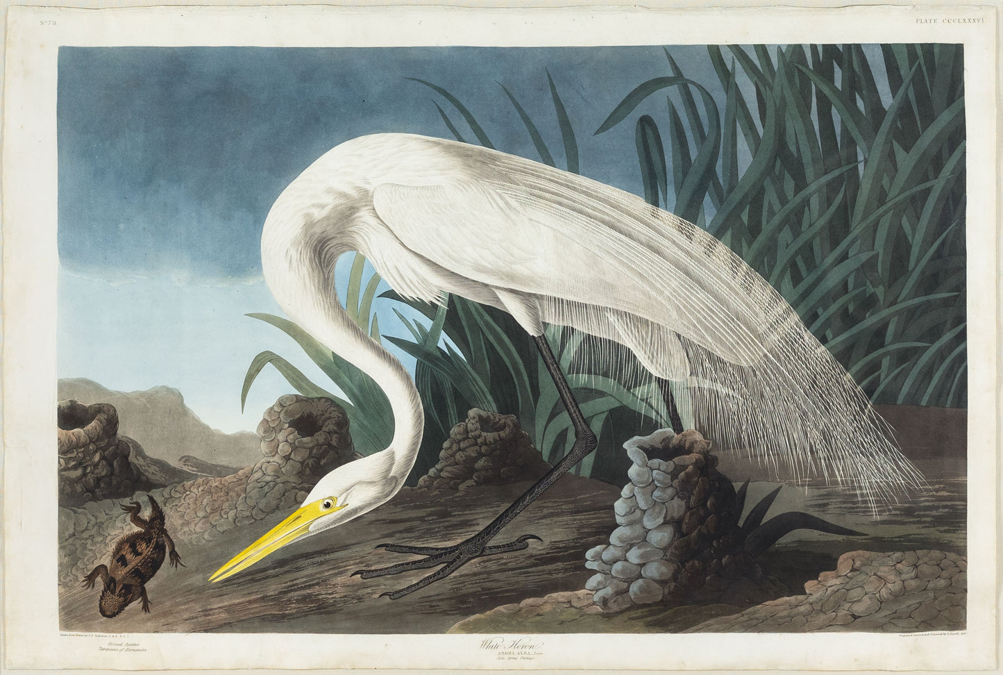 AUDUBON, John James (1785 - 1851). Plate 386, White Heron