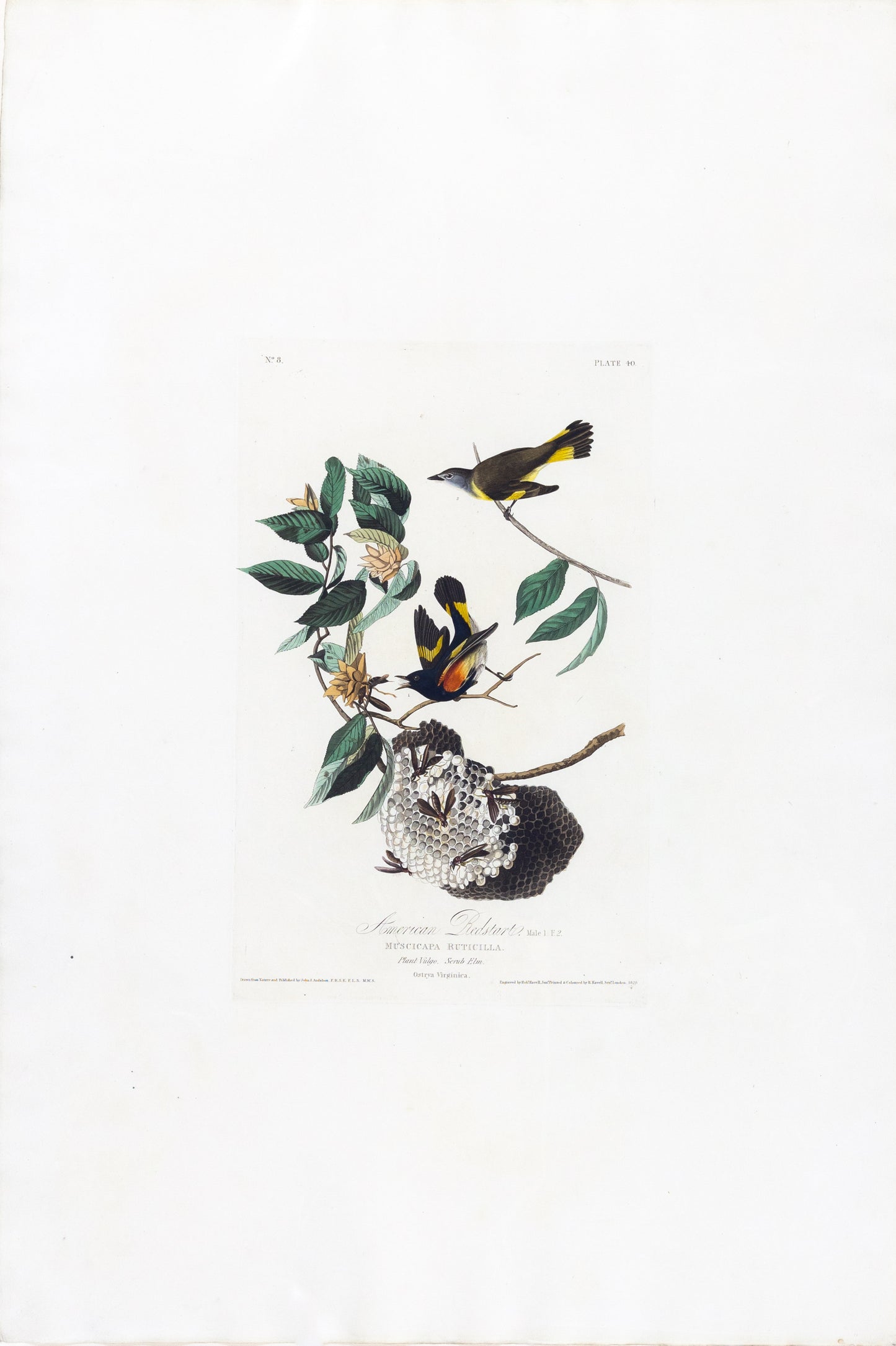 John James Audubon (1785-1851), Plate 40 American Redstart