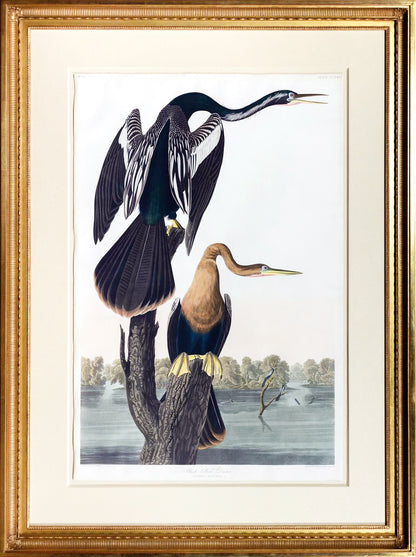 John James Audubon (1785-1851),  Black-Bellied Darter [Anhinga], Plate 316.