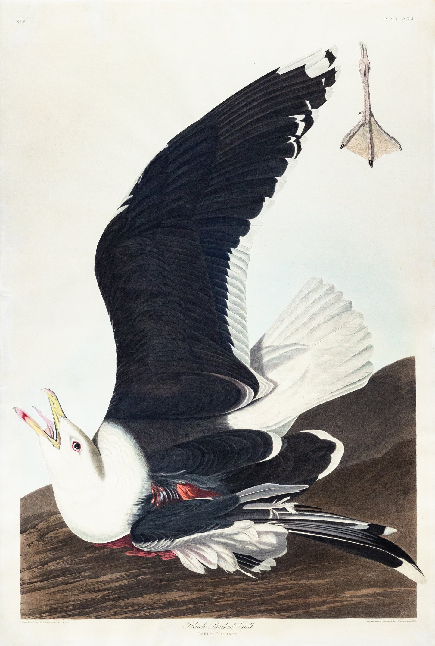 John James Audubon (1785-1851), Plate CCXLI Black Backed Gull