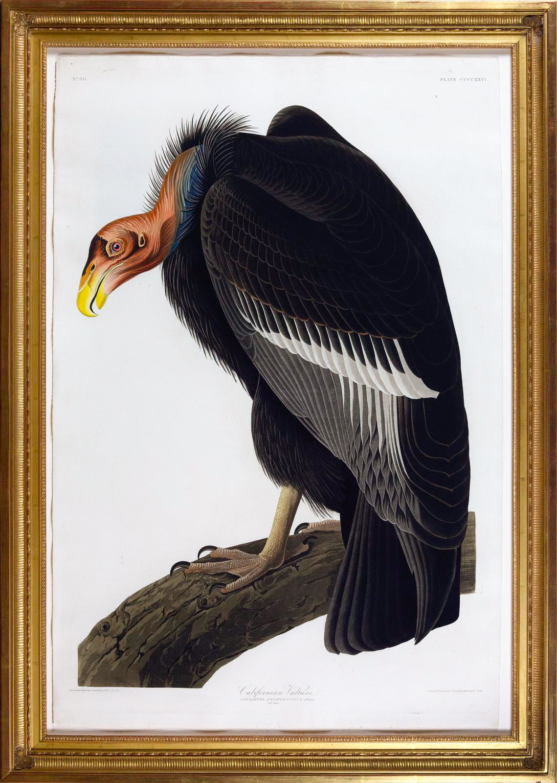 John James Audubon (1785-1851), Californian Vulture, Plate 86.