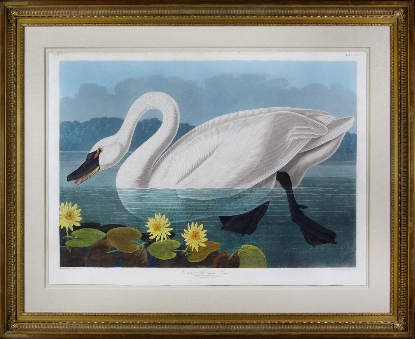 John James Audubon (1785-1851), Plate CCCCXI Common American Swan